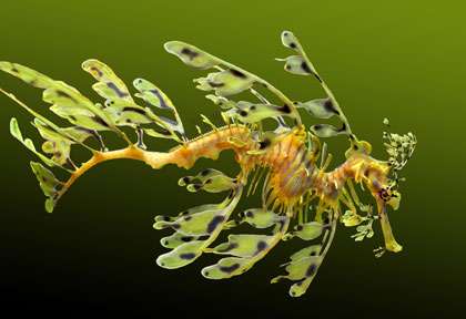 Le dragon des mers en Australie