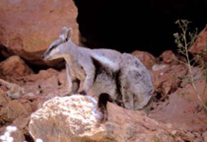 Ningaloo Marine Park - Cape Range National Park